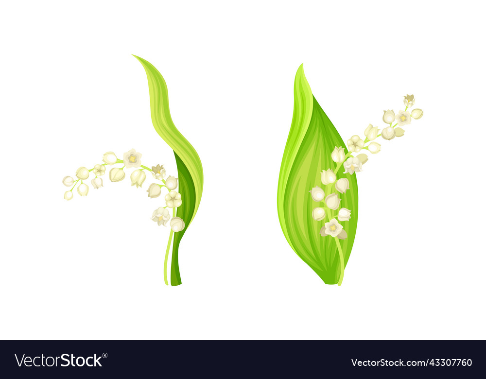 Blooming lily of the valley set convallaria