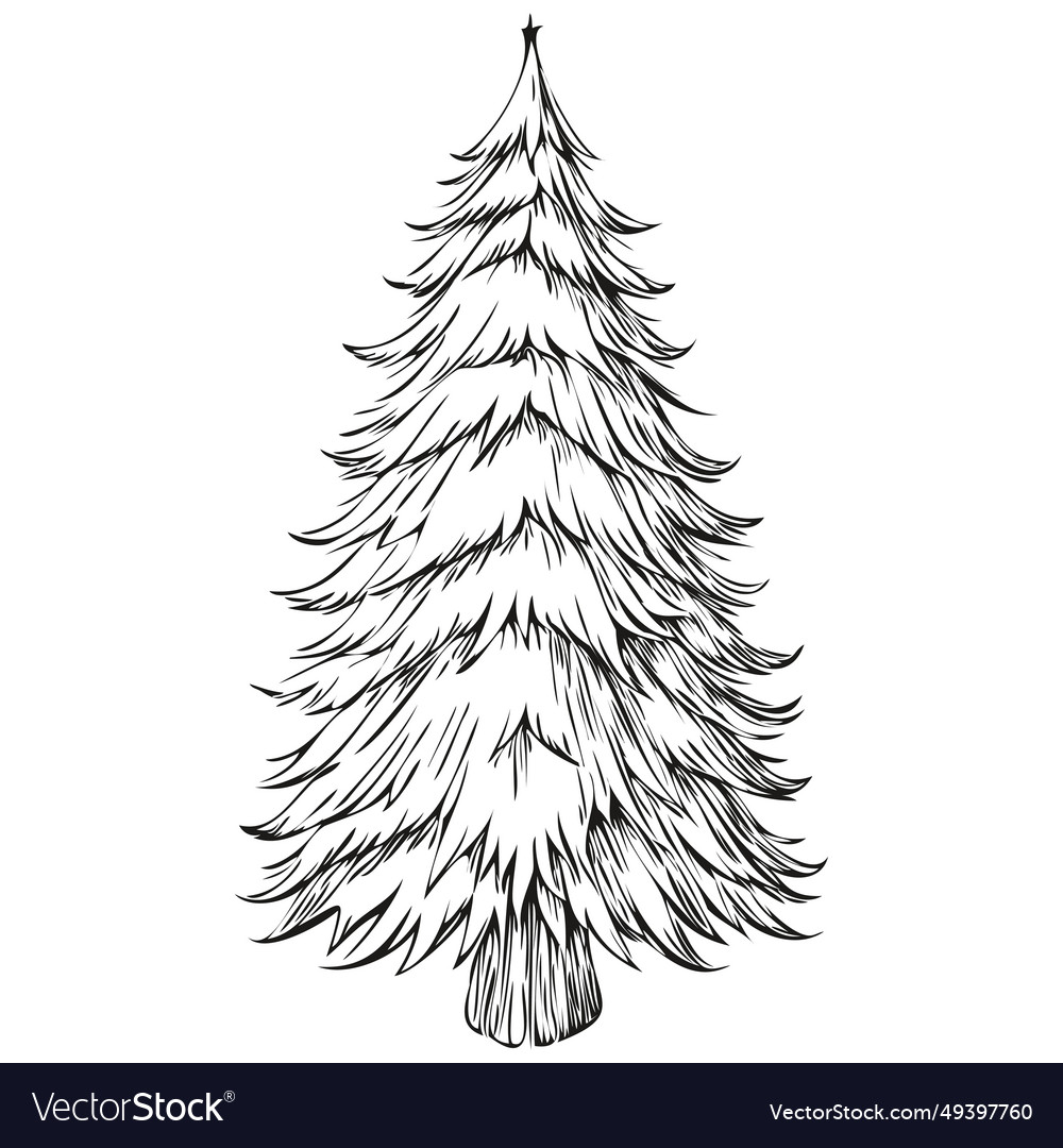 Christmas Tree Hand Drawn Logo Vintage Sketch Vector Image