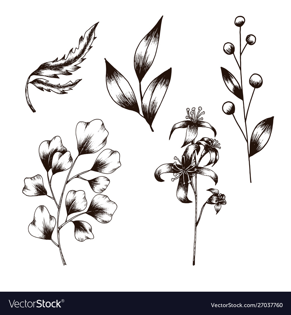 Flower and leaf sketch art collection hand drawn