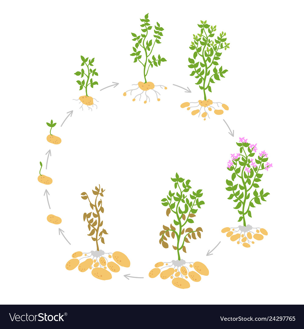 The Life Cycle Crop Stages Of Potato Royalty Free Vector | My XXX Hot Girl