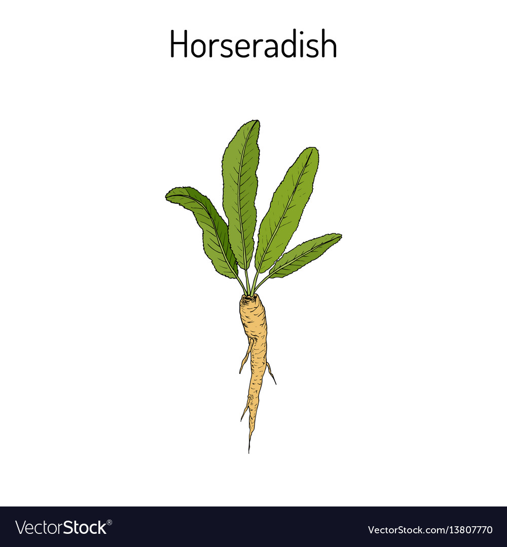 Horseradish cochlearia armoracia - Gemüse