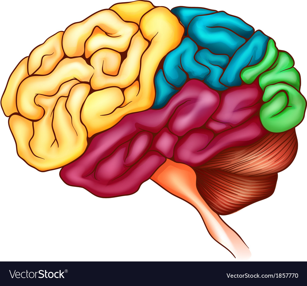 The human brain Royalty Free Vector Image - VectorStock