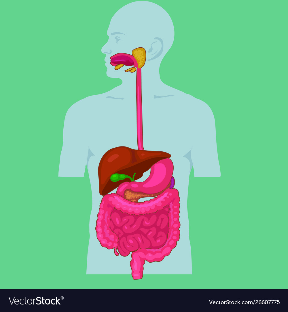 Digestive System Cartoon Vector Cartoondealer | The Best Porn Website