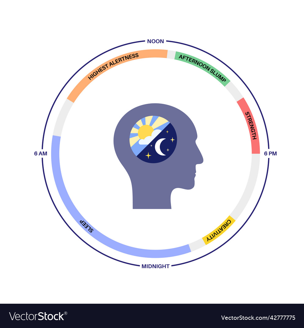 sleep-wake-cycle-royalty-free-vector-image-vectorstock