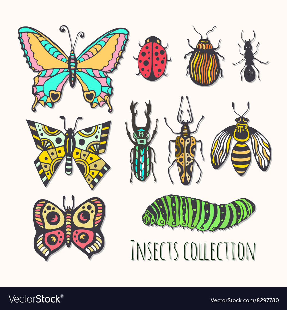 Colorful Insects Collection Hand Drawn Set Vector Image