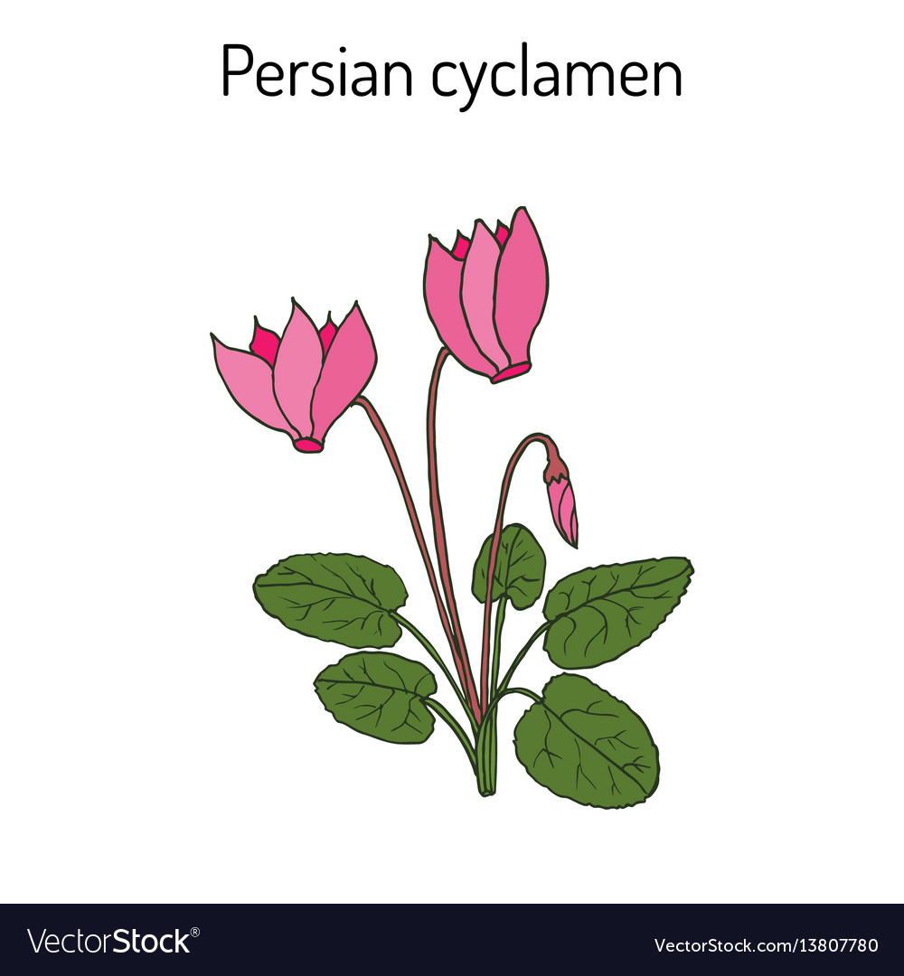 Cyclamen persicum flowering plant