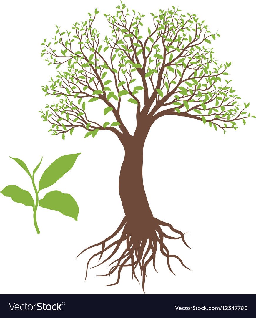 The tree with root Royalty Free Vector Image - VectorStock