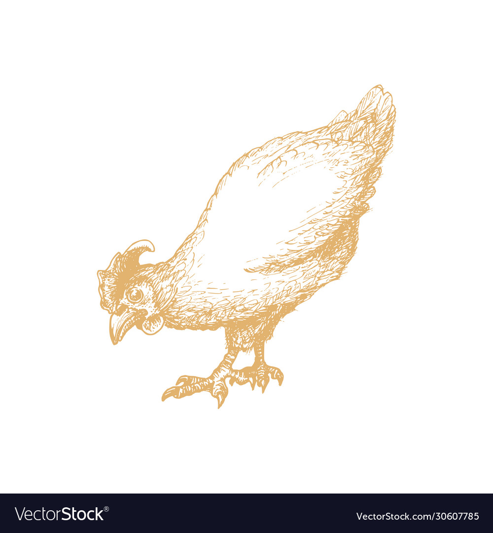 Hand drawn hen in engraving style graphic