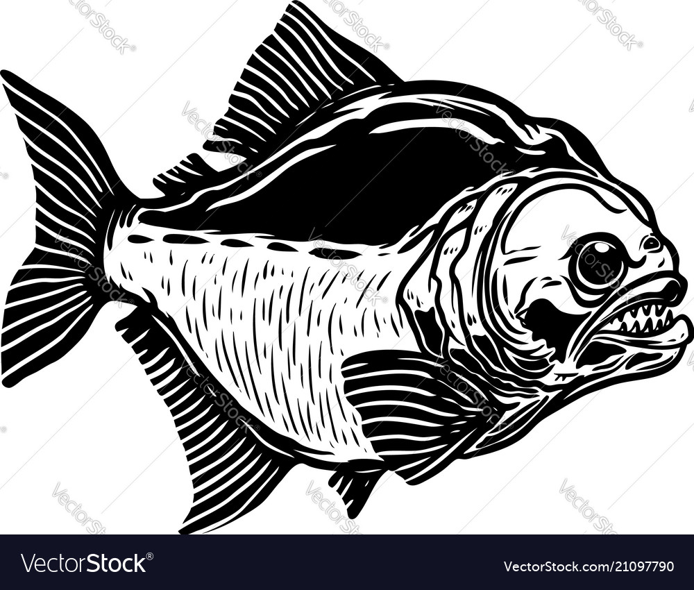 Piranha fish isolated on white background design Vector Image