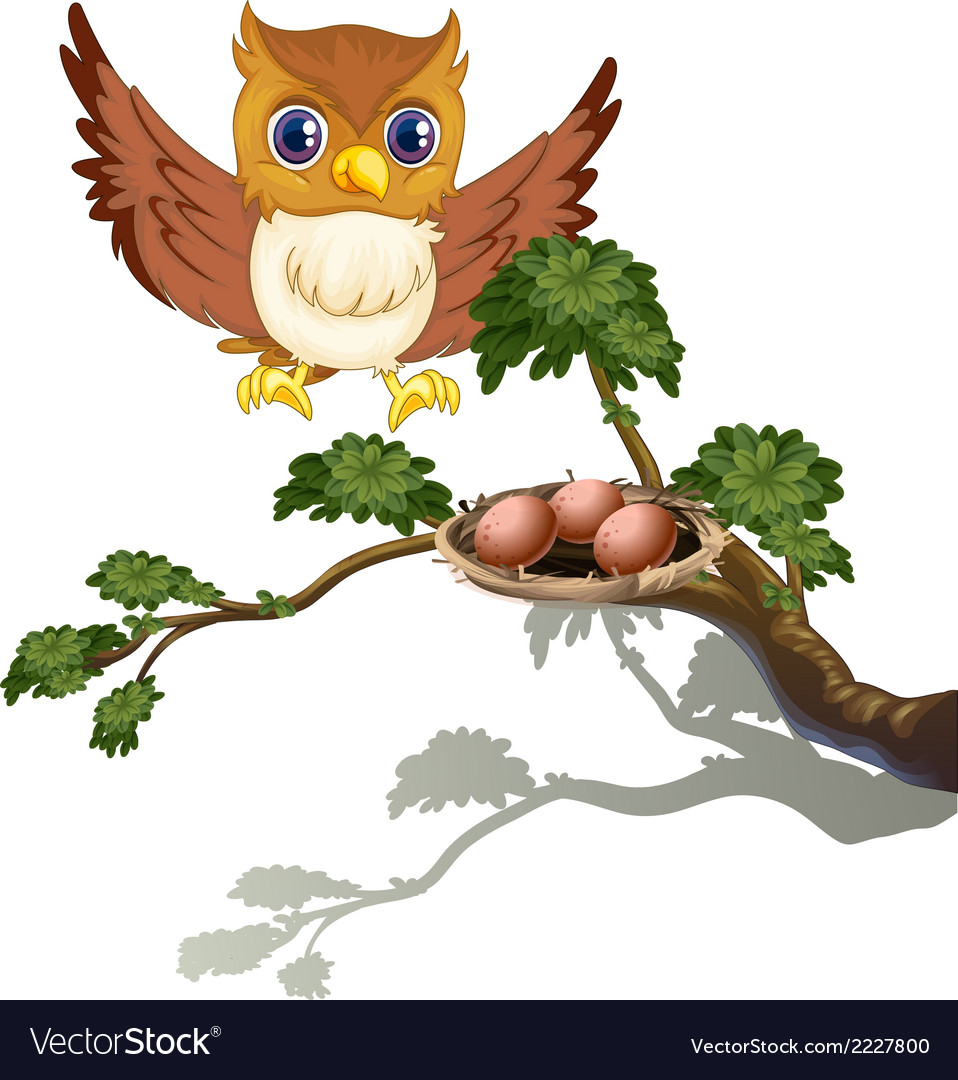 An owl watching eggs at branch a tree Royalty Free Vector