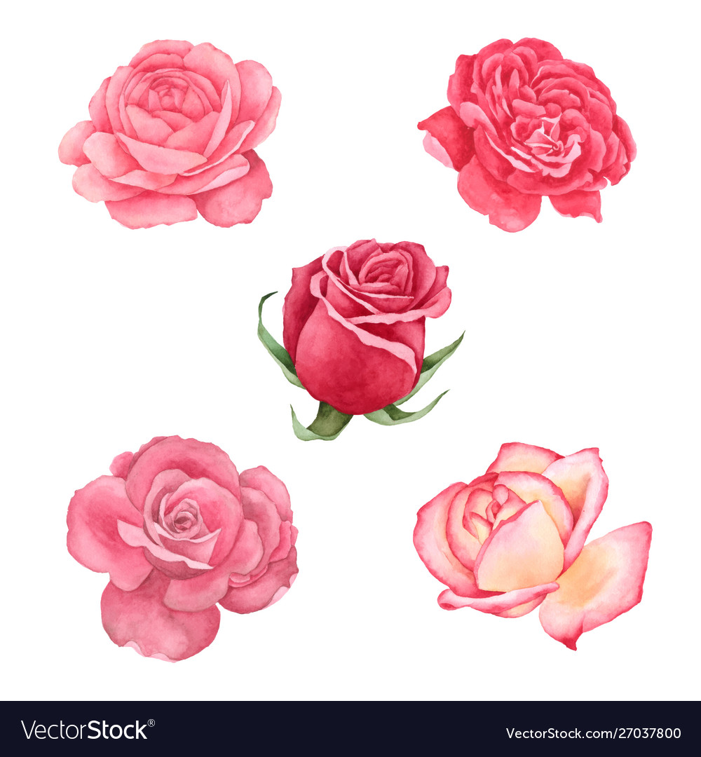Watercolor Rose Flowers Collection