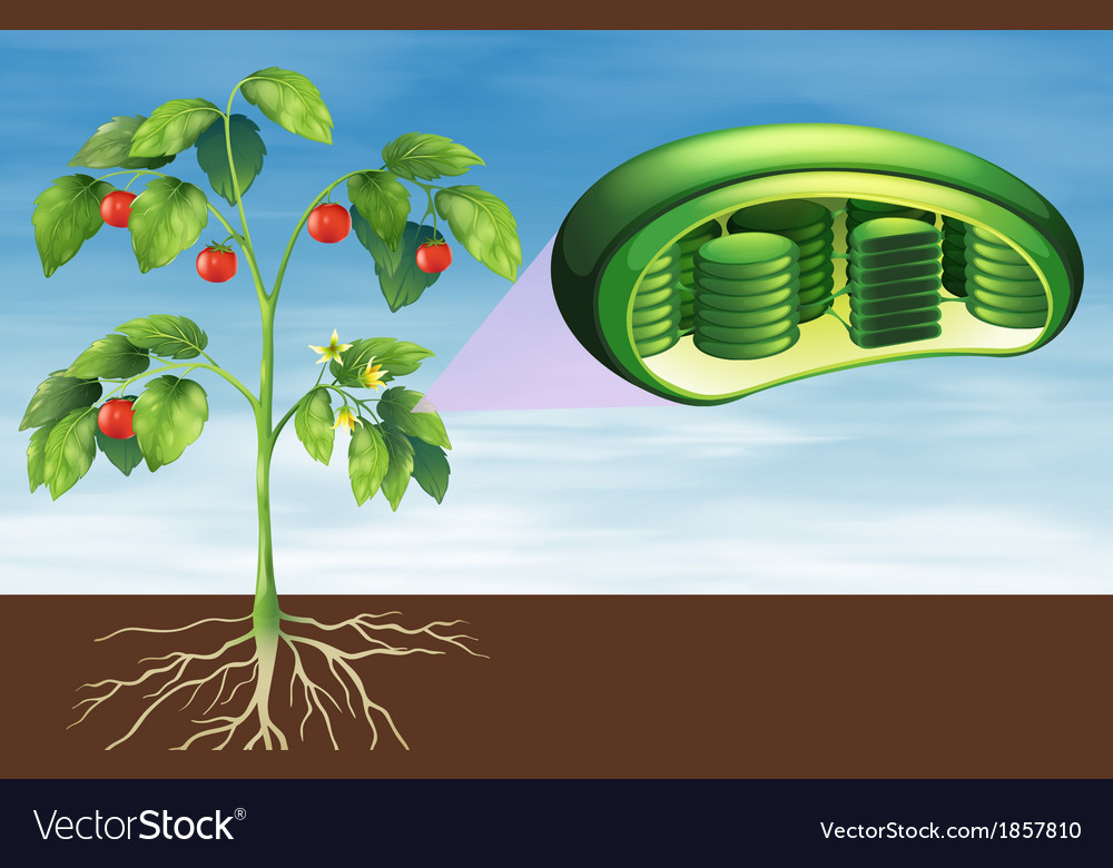 Plant cell anatomy