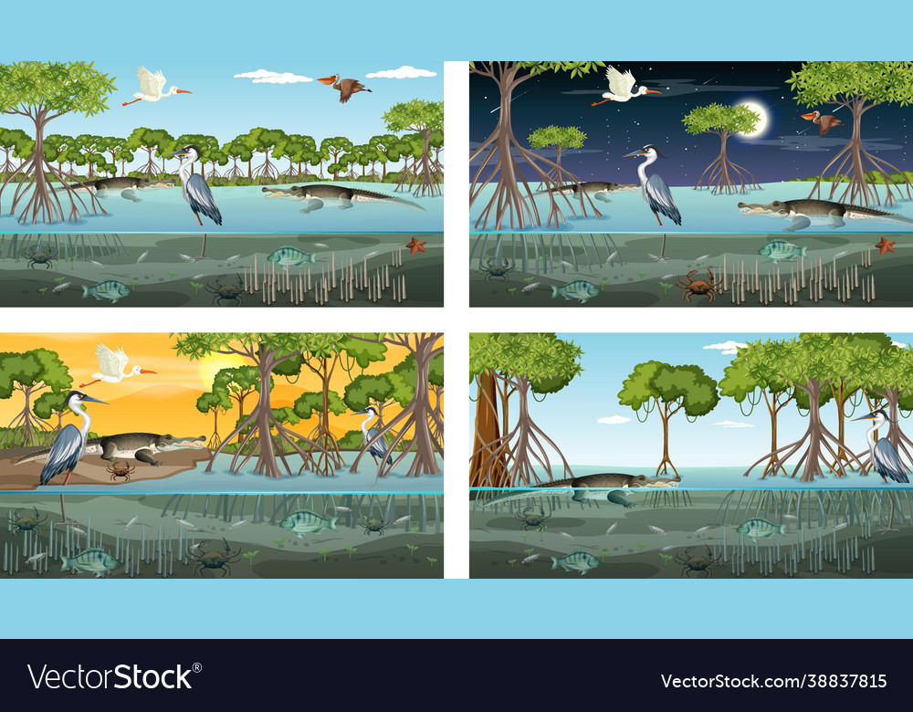 Different mangrove forest landscape scenes