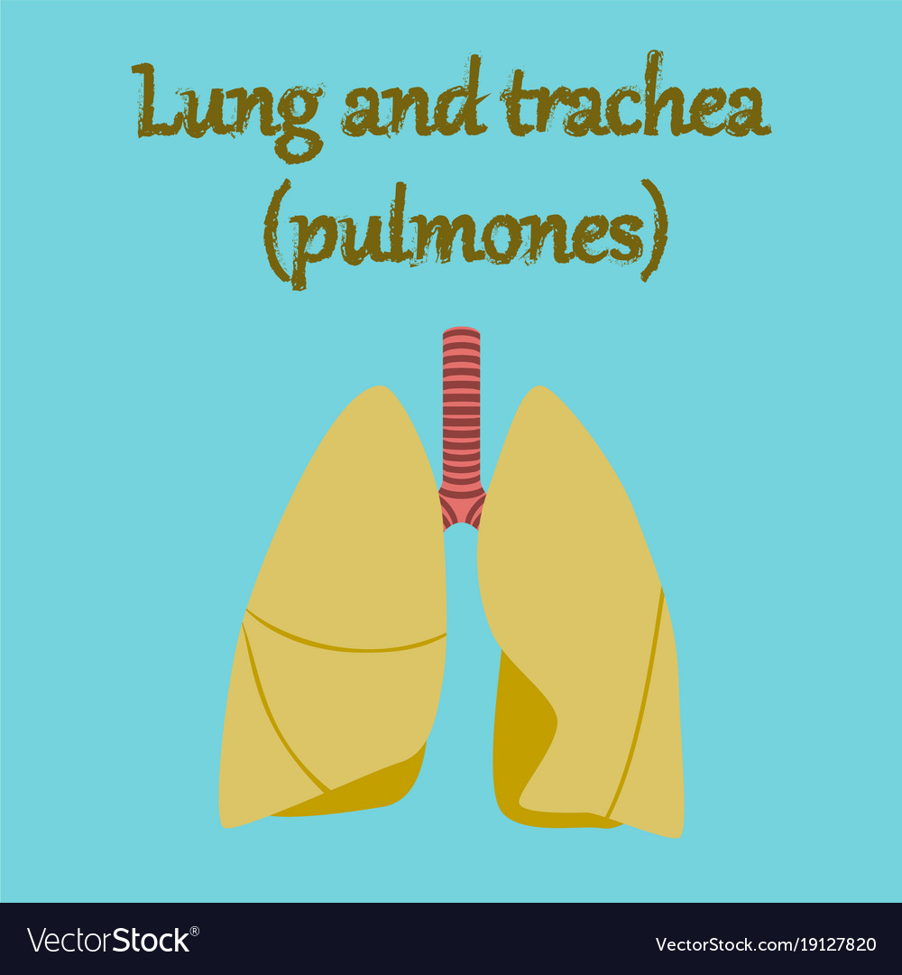 Human organ icon in flat style lungs and trachea Vector Image