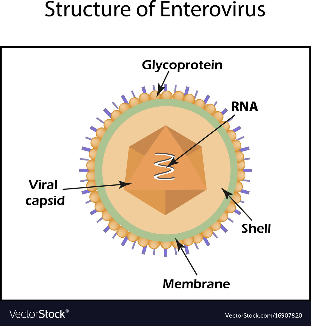 Structure of the enterovirus infographics Vector Image