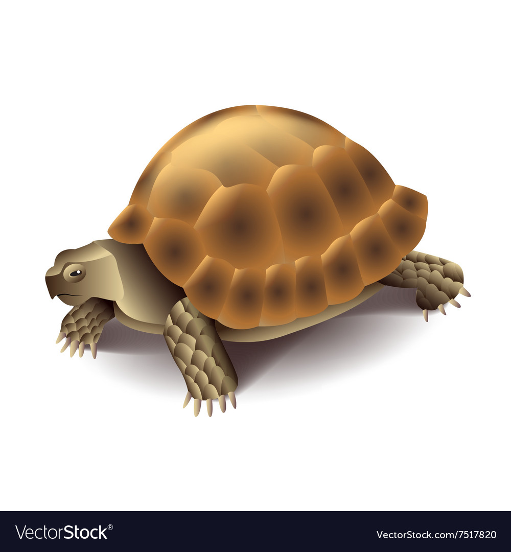 Turtle isolated on white Royalty Free Vector Image