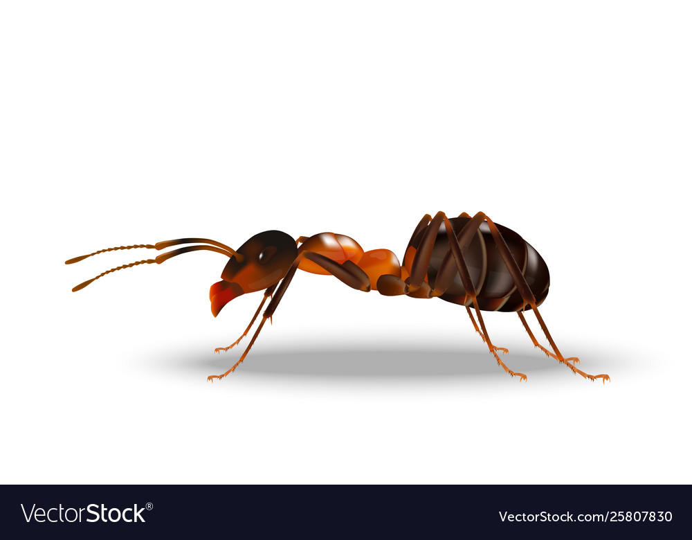 Ant side on white background