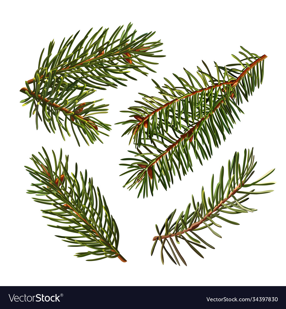 Set green branches a christmas tree Royalty Free Vector