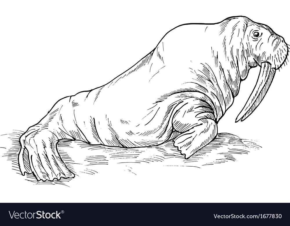 Walrus drawing Royalty Free Vector Image VectorStock