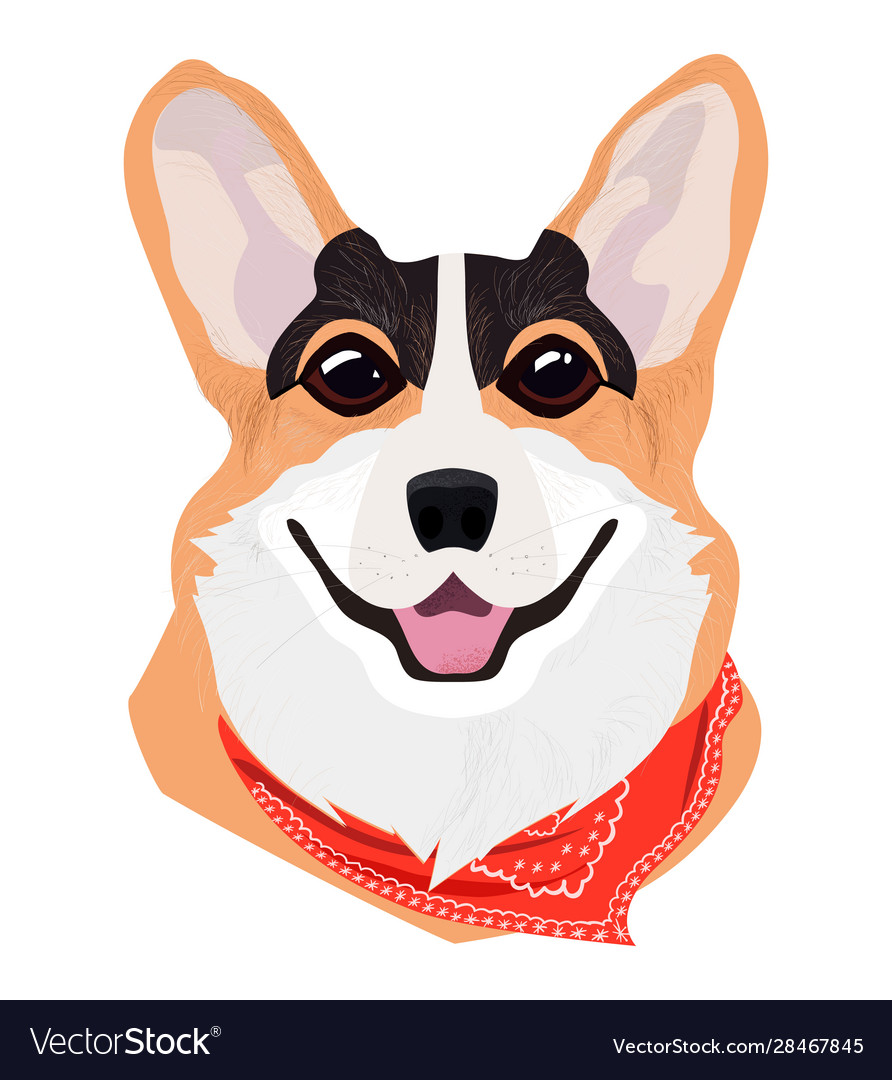 Red-haired dog welsh corgi with red bandage