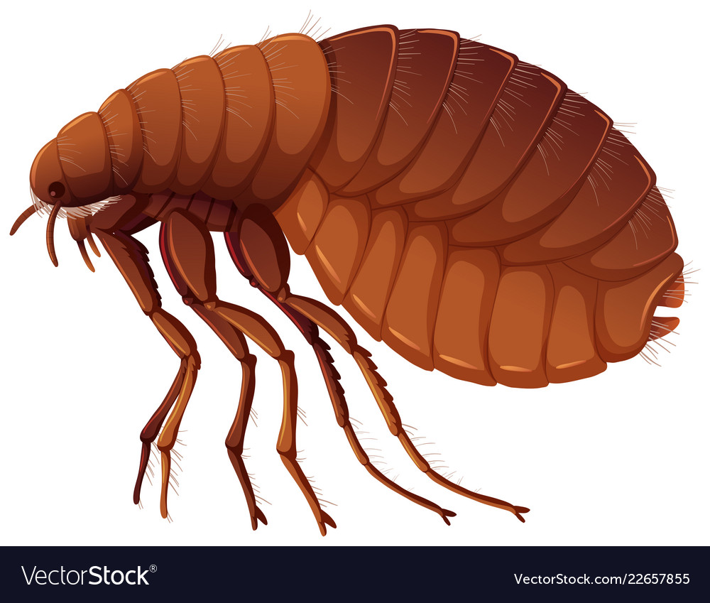 Flea on white background Royalty Free Vector Image