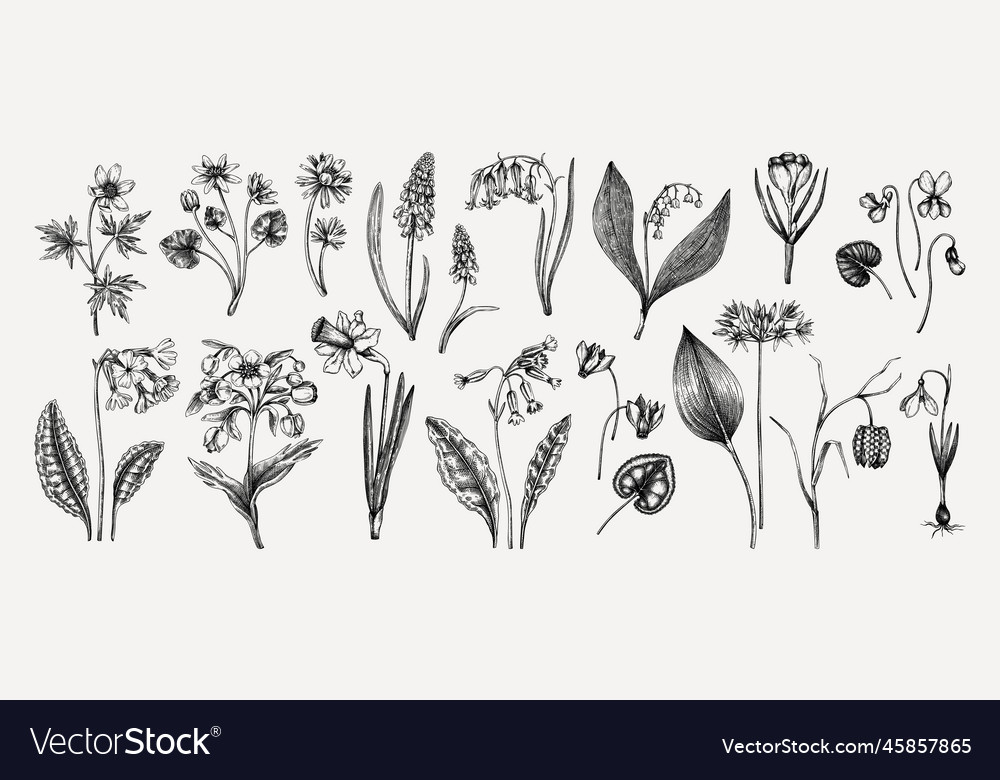 Botanical collection of garden floral plants Vector Image