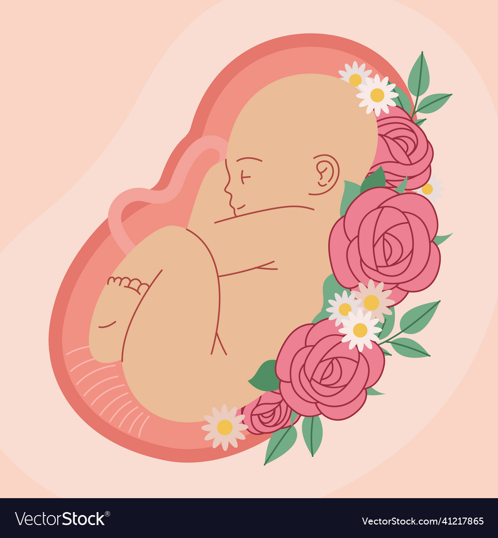 Hand drawn fetus Royalty Free Vector Image - VectorStock