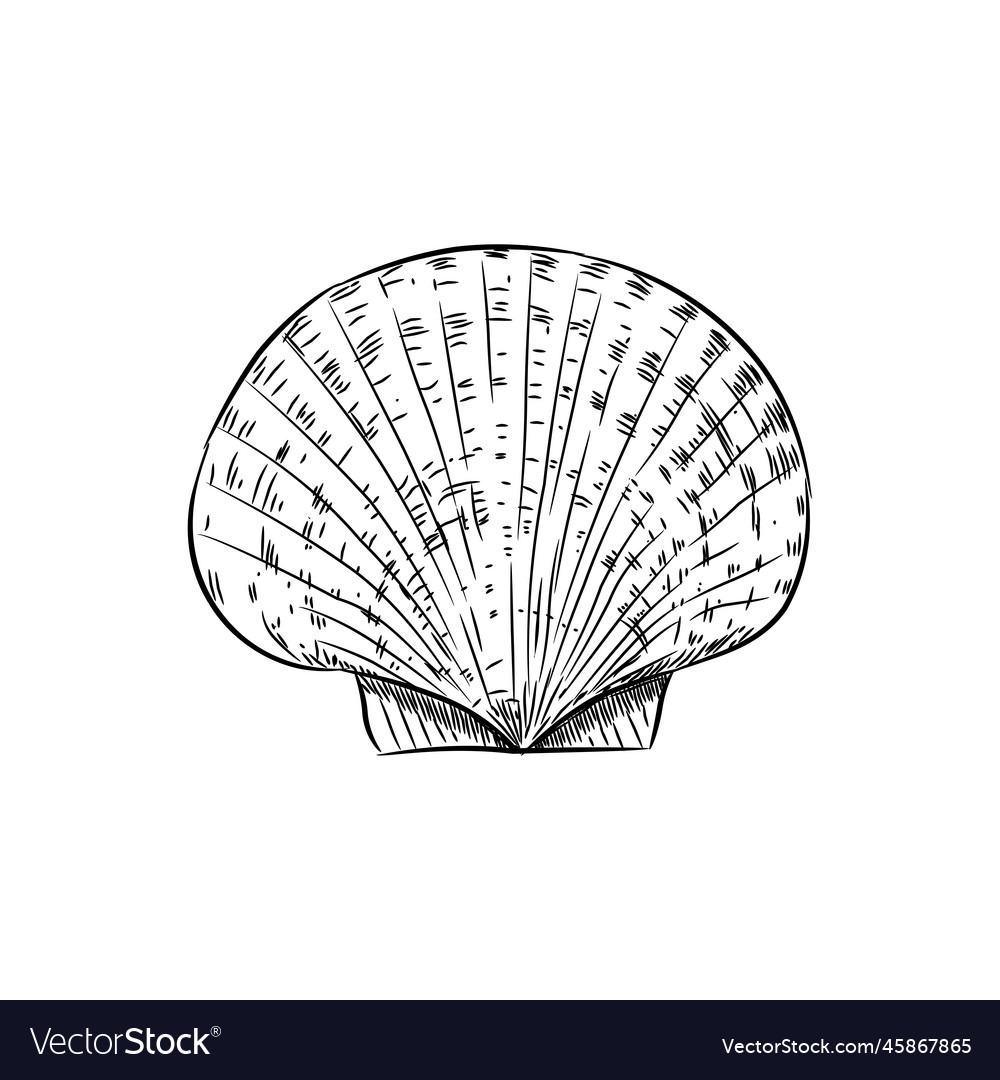 Scallop is a marine bivalve mollusc of the family Vector Image