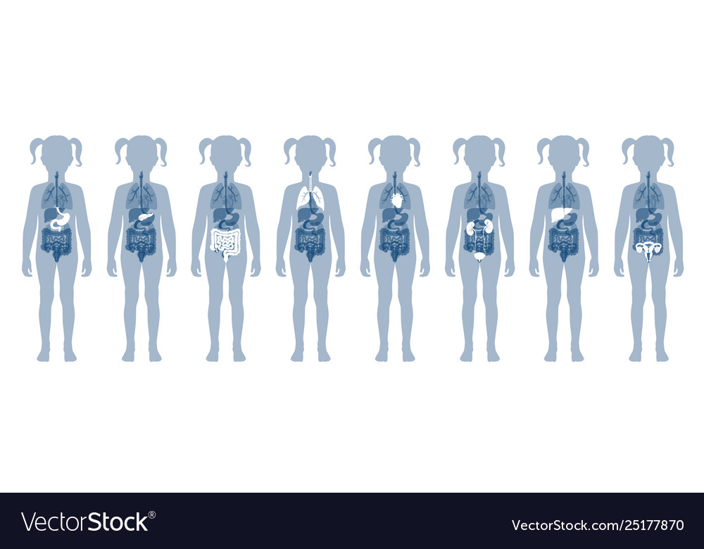 Human internal organs