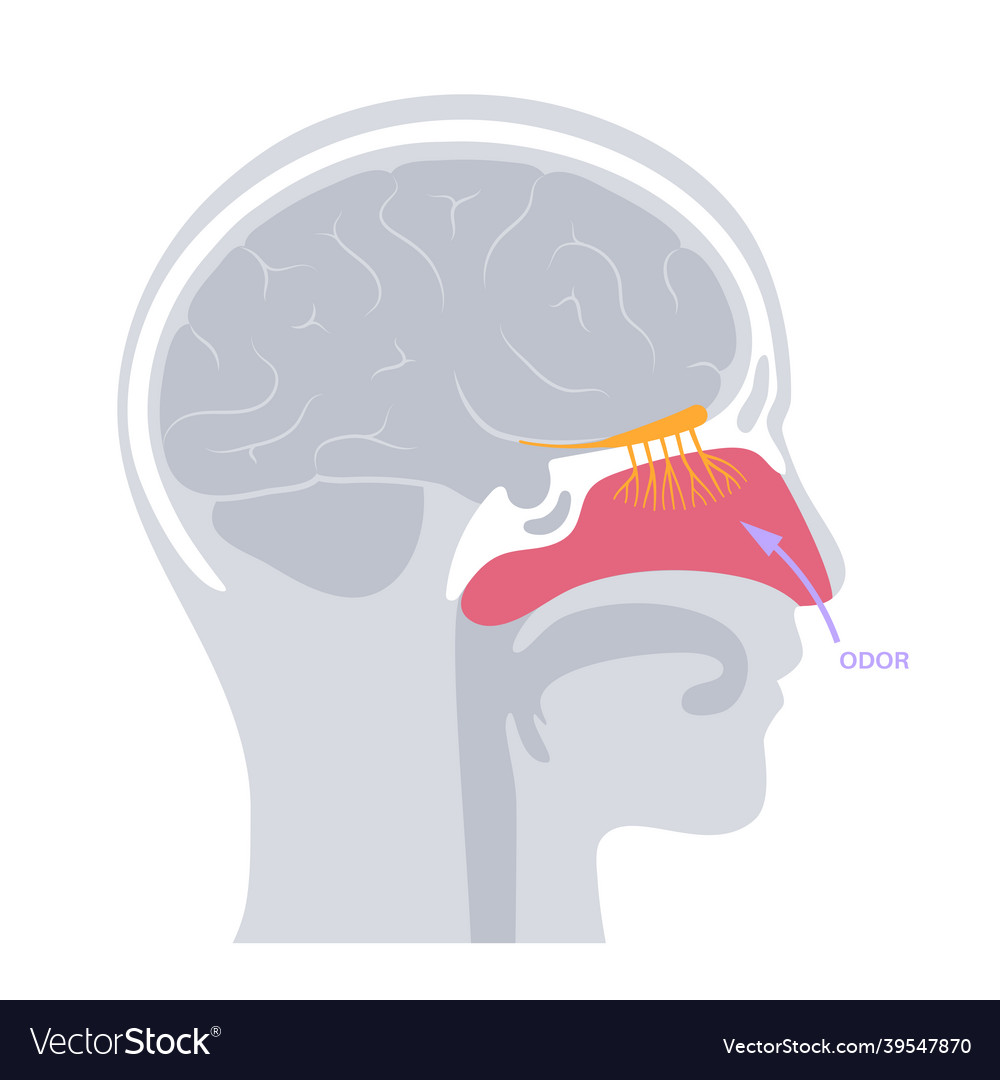 Olfactory Nerve Anatomy Poster