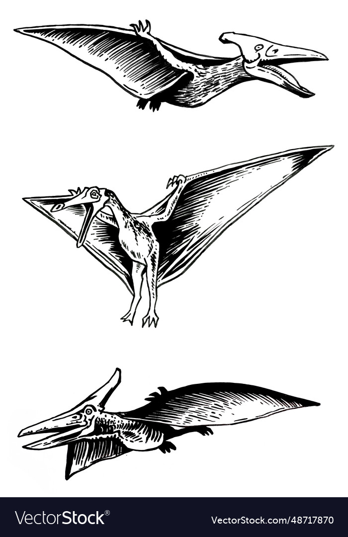 Set of pterodactylsgraphical Vector Image Set of pterodactylsgraphical