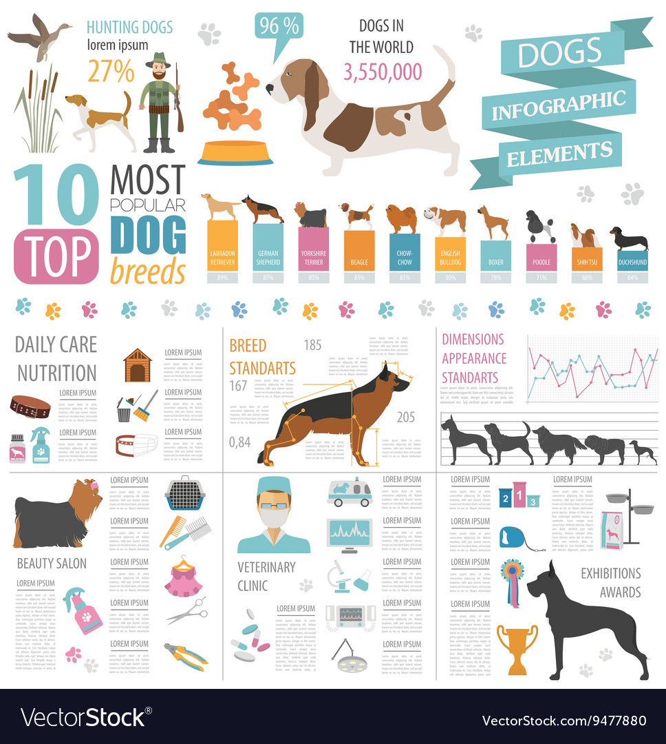 Dog info graphic template heatlh care vet