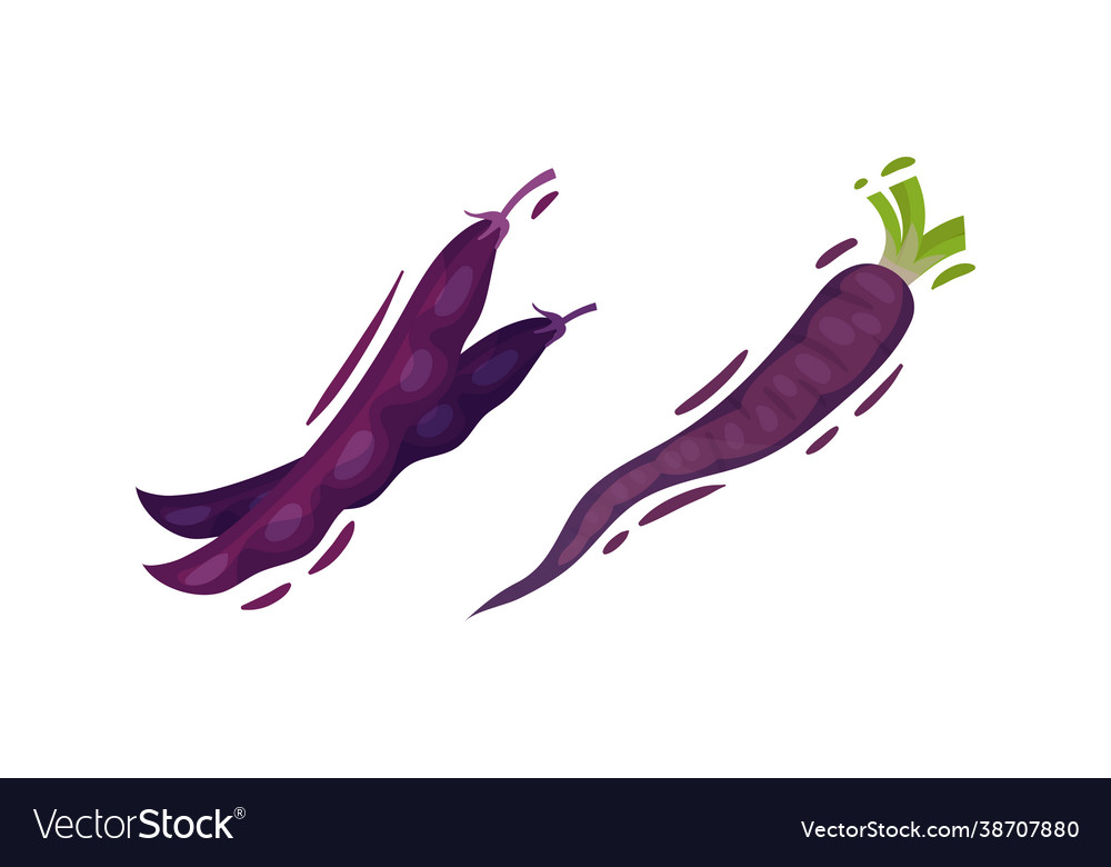 Purple legume pod and parsnip root set vector image Purple legume pod and parsnip root set