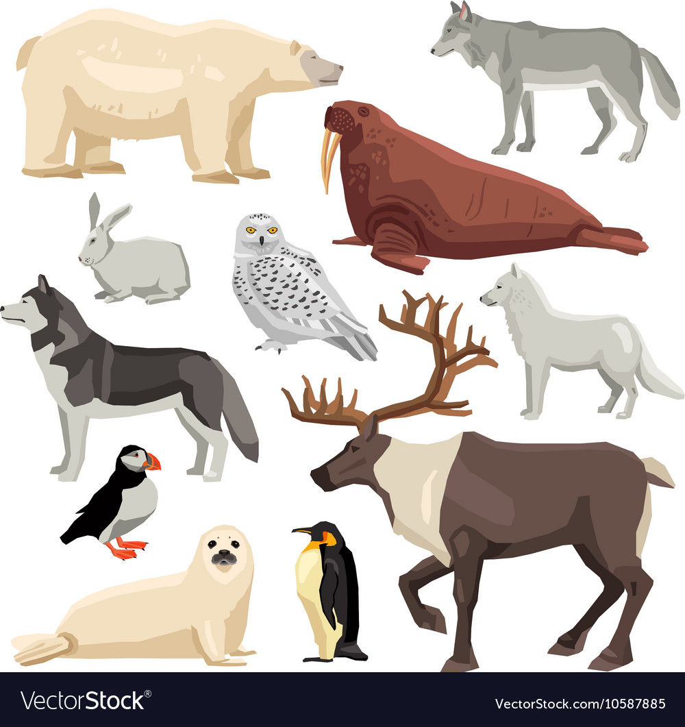 Polar animals set Royalty Free Vector Image - VectorStock