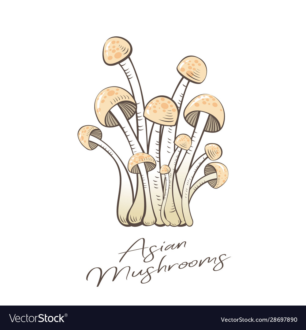 Chinese mushrooms, Enoki,Hon-shimeji and Shitake isolated on a