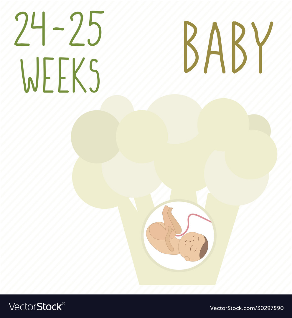 Cauliflower pregnancy development size embryo Vector Image
