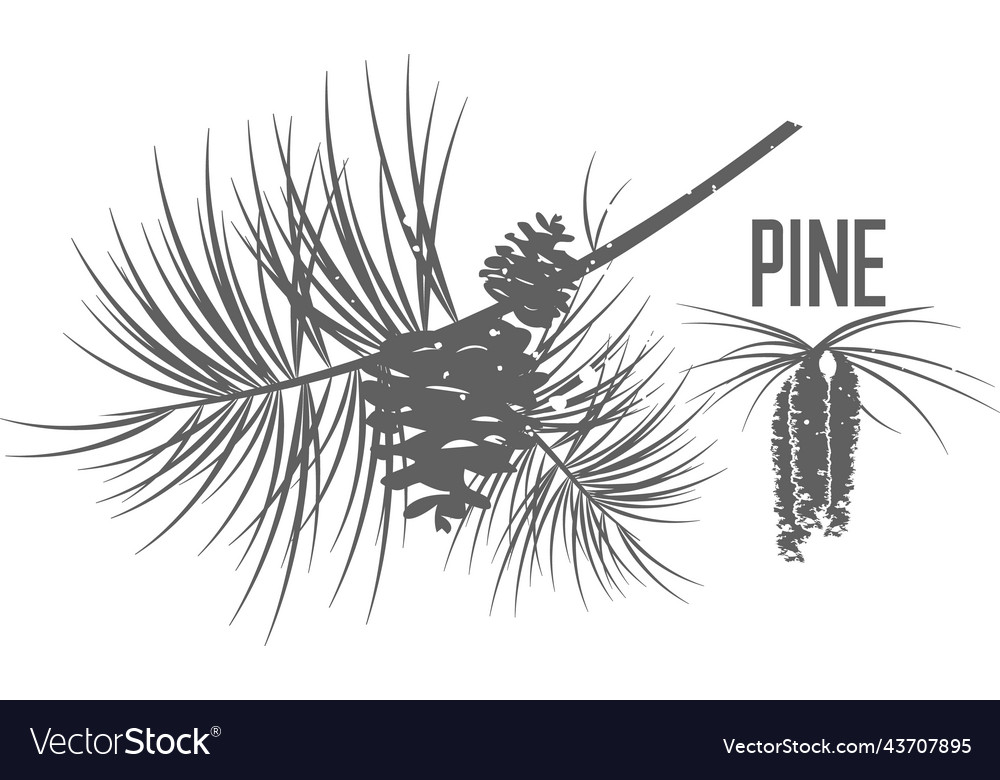 Pine Branch with Cones & Bud