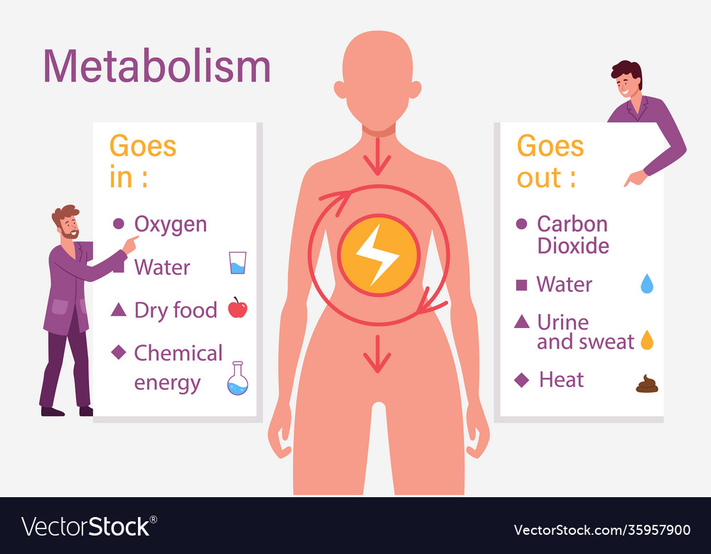 Biological diet infographic Royalty Free Vector Image