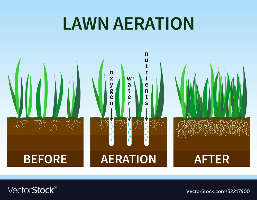 Stages lawn aeration vector image Stages lawn aeration
