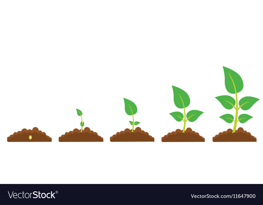 Plant Growth Stages Infographics Royalty Free Vector Image