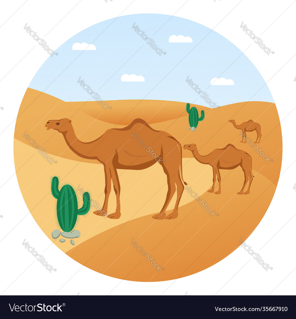 Camels in dessert on white background