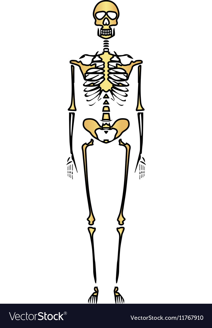 Skeleton computer symbol