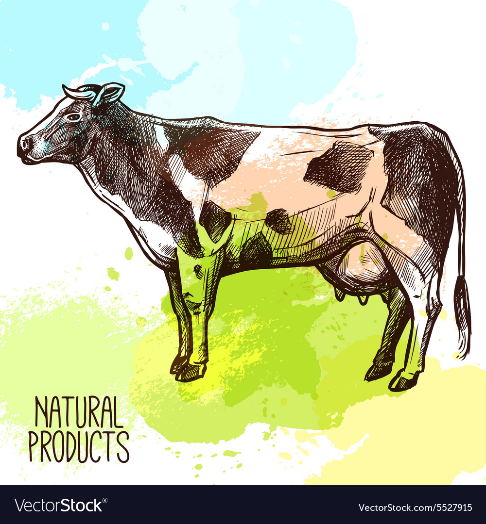 Cow sketch Royalty Free Vector Image - VectorStock