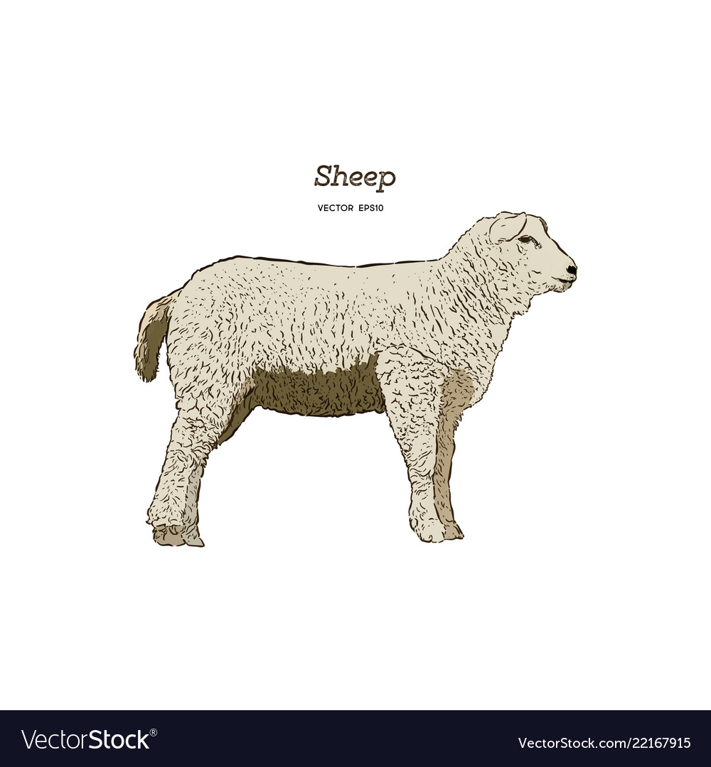 Sheep Skizze Stil