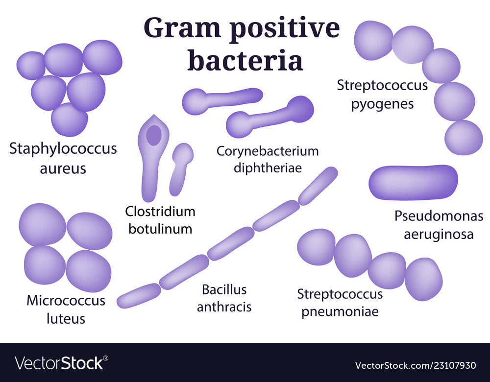 gram positive and gram negative bacteria list