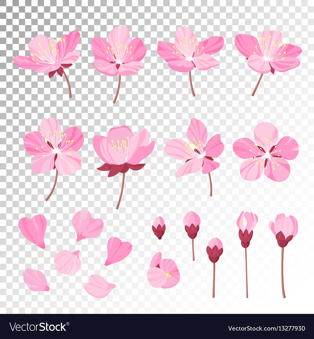 Set of beautiful cherry tree flowers isolated