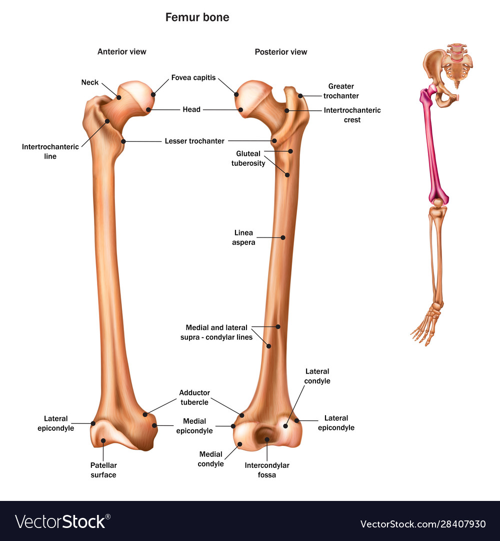 Snn femur or thigh bone with name and Royalty Free Vector