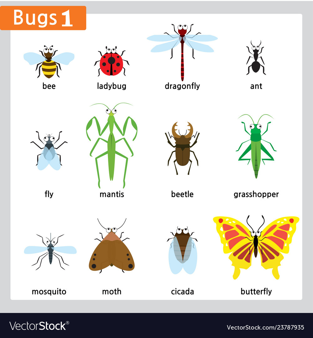 First bug series Royalty Free Vector Image - VectorStock