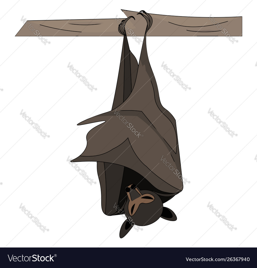 Bat sleeping on a branch white background Vector Image