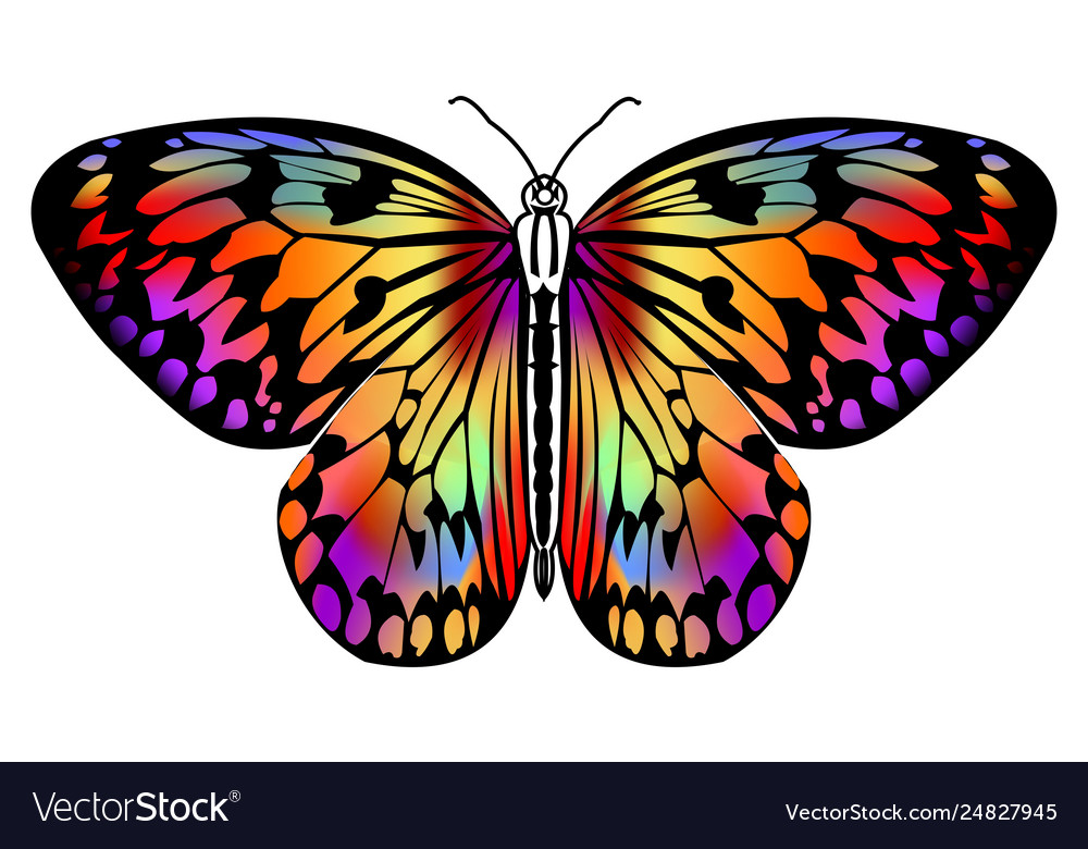 Featured image of post Butterfly Drawing Outline - Butterfly drawing is considered as very easy task.